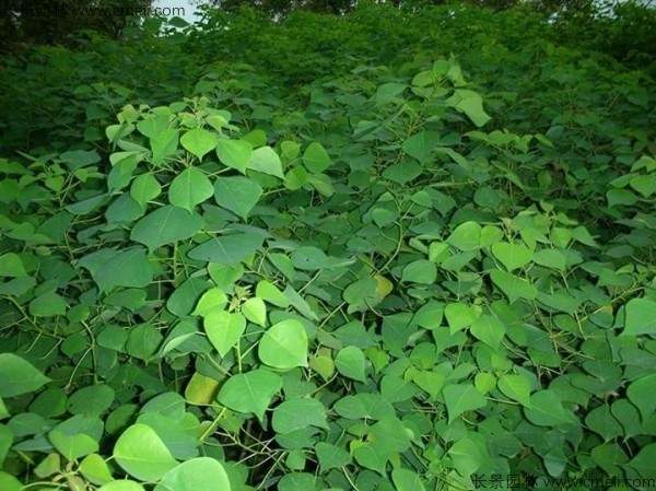 乌桕种子发芽出苗图片