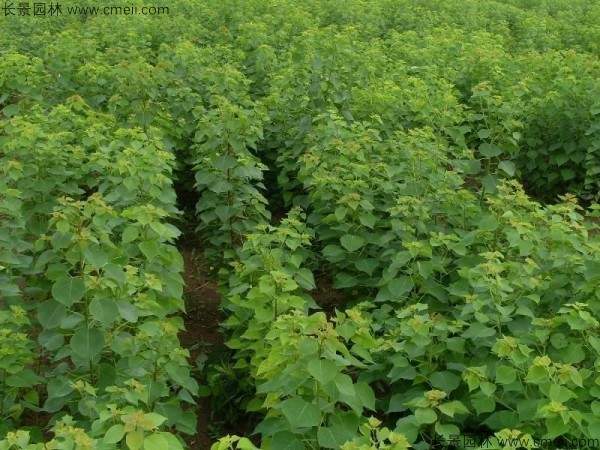 乌桕种子发芽出苗图片