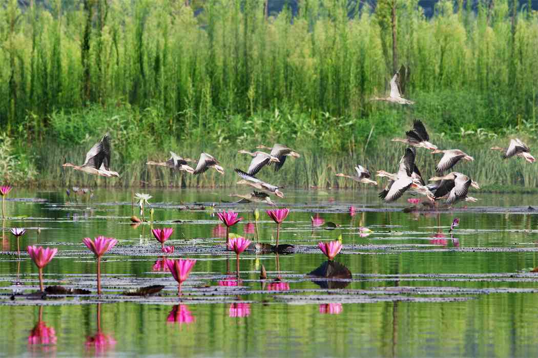 探访滁州琅琊山四时之景：从林长制到生态富民的绿色实践