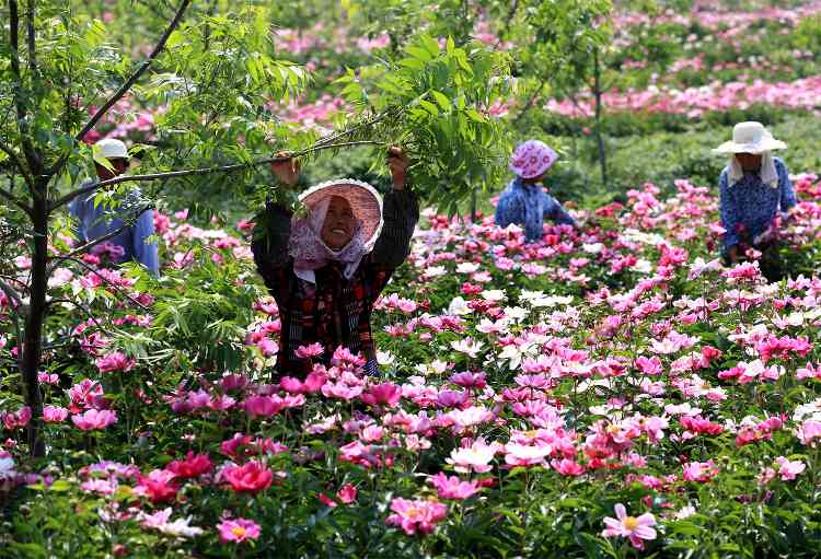 探访滁州琅琊山四时之景：从林长制到生态富民的绿色实践