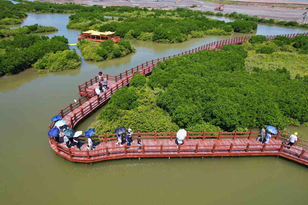 湛江金牛岛红树林:生态保护与绿色发展共绘青绿画卷 湛江金牛岛红树林:生态保护与绿色发展共绘青绿画卷