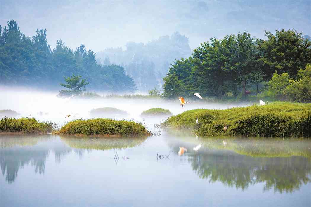 陕西林业新篇章：五大首创举措与黄河几字弯攻坚战