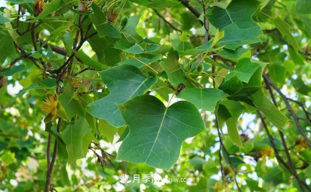 十大推介树种出炉，或是2020年最后一波苗木商机(图6)