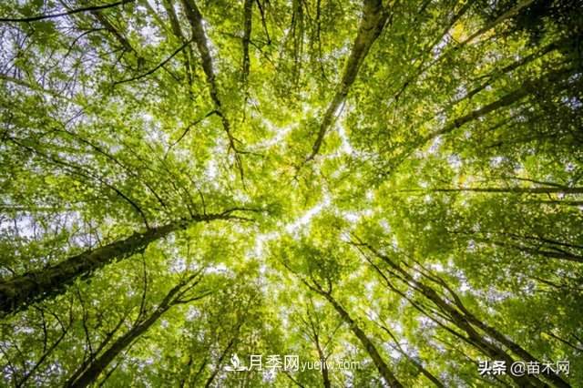 注意，苗木休眠期不仅只有冬天(图2)