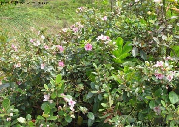 桃金娘种子发芽出苗图片