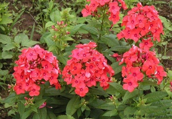 五色梅种子发芽出苗开花图片