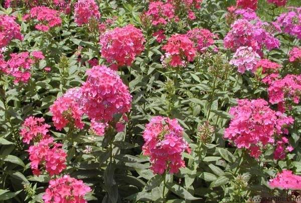 五色梅种子发芽出苗开花图片