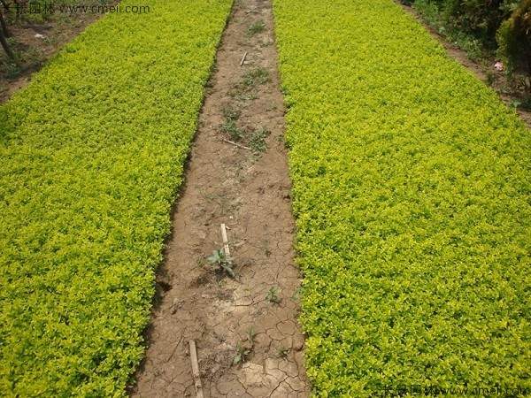 金叶女贞种子发芽出苗图片