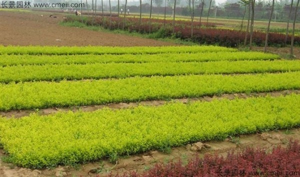 金叶女贞种子发芽出苗图片