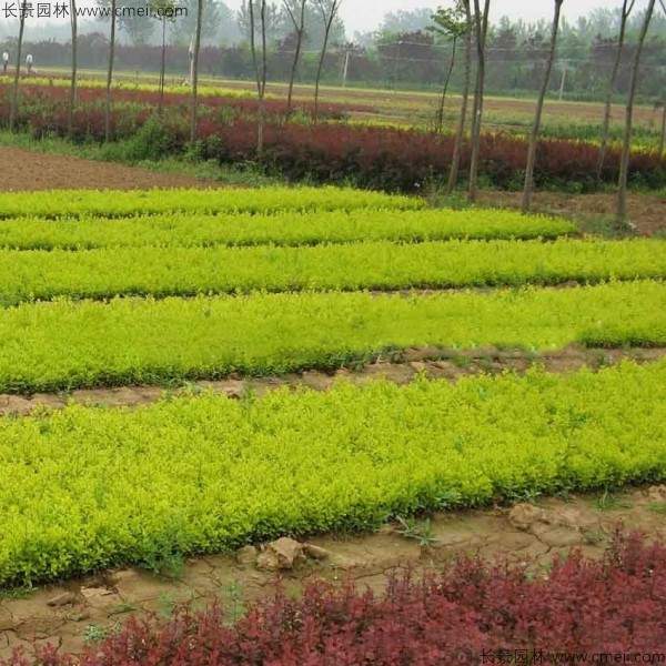 金叶女贞种子发芽出苗图片