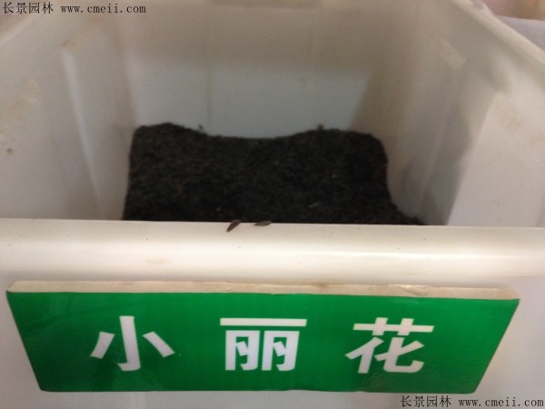 小丽花种子图片