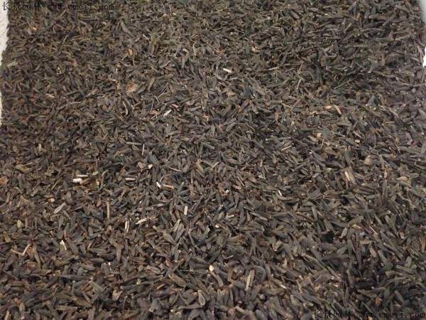 小丽花种子图片