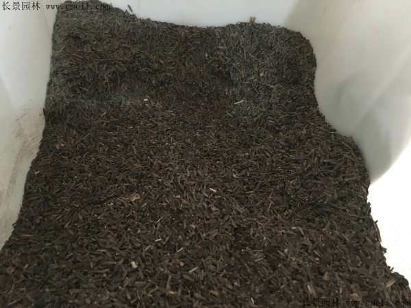 小丽花种子图片