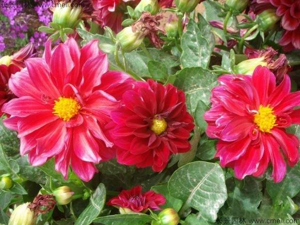 小丽花种子发芽出苗开花图片