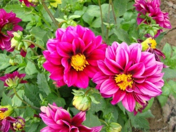 小丽花种子发芽出苗开花图片