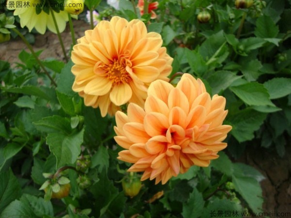 小丽花种子发芽出苗开花图片