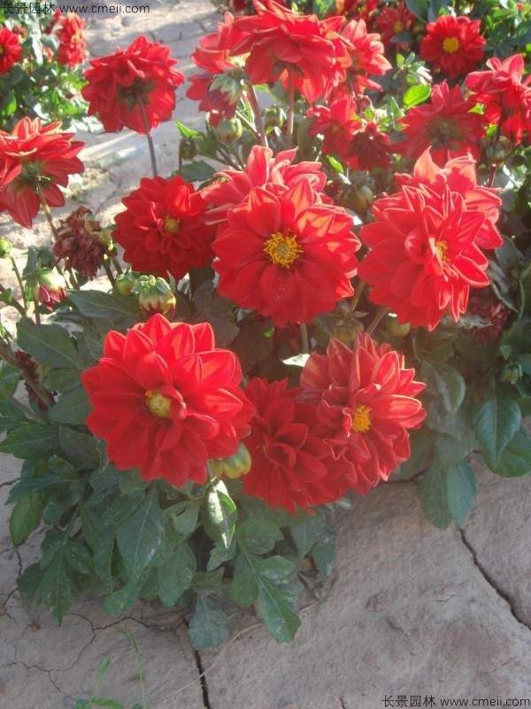 小丽花种子发芽出苗开花图片