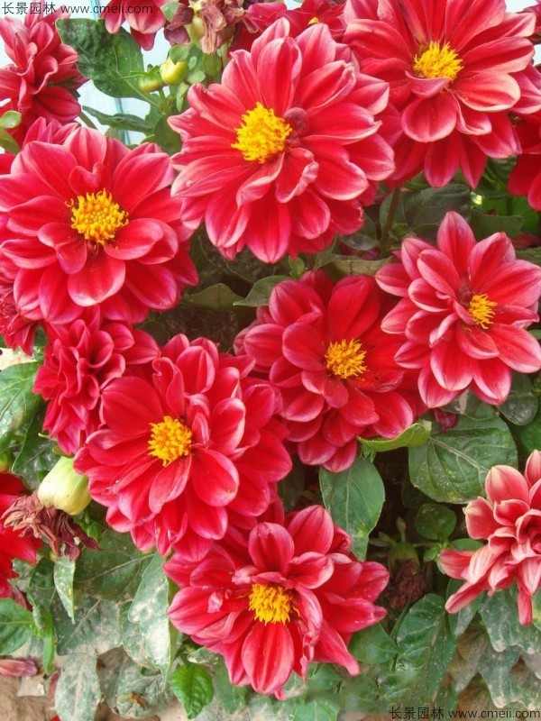 小丽花种子发芽出苗开花图片