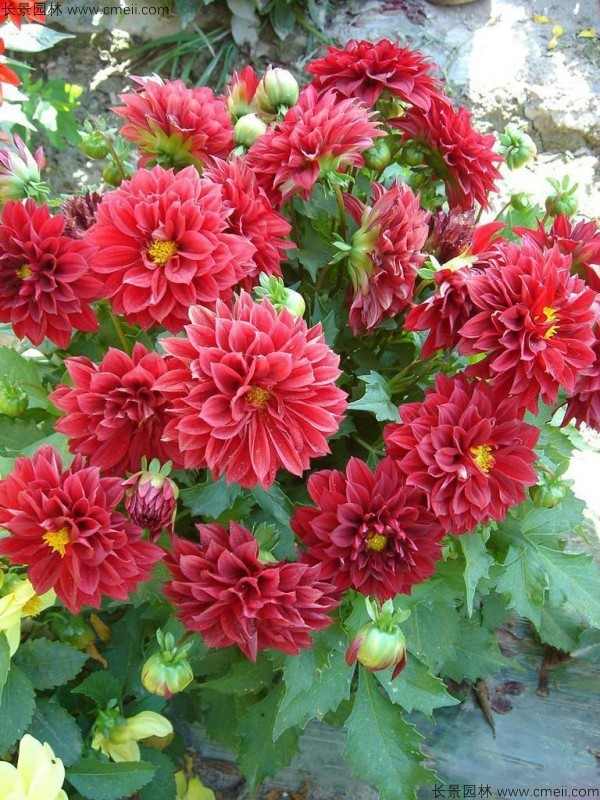 小丽花种子发芽出苗开花图片