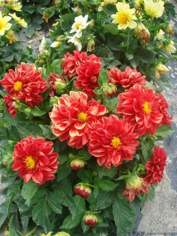 小丽花种子发芽出苗开花图片