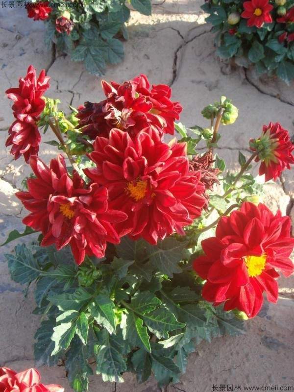 小丽花种子发芽出苗开花图片