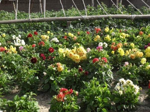 小丽花种子发芽出苗开花图片