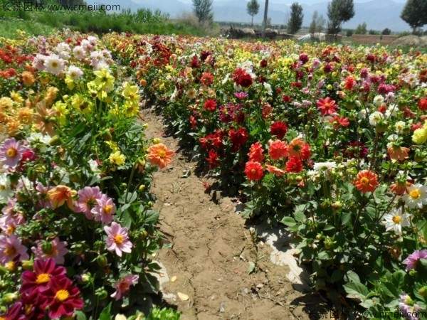 小丽花种子发芽出苗开花图片