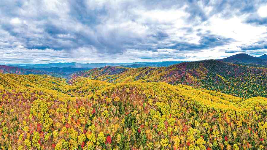 国土绿化让美丽中国底蕴更深厚 国土绿化让美丽中国底蕴更深厚