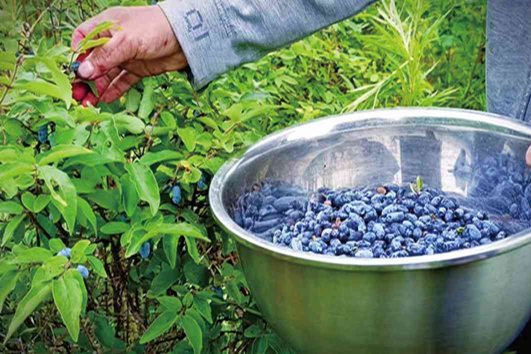 龙江森工通北局公司：增厚绿色家底 绘就幸福画卷