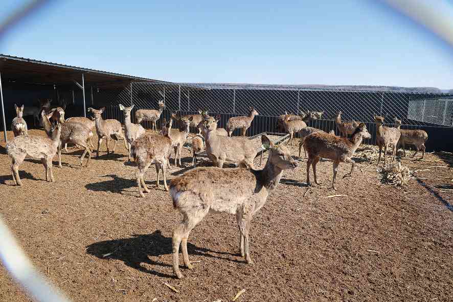 龙江森工通北局公司：增厚绿色家底 绘就幸福画卷