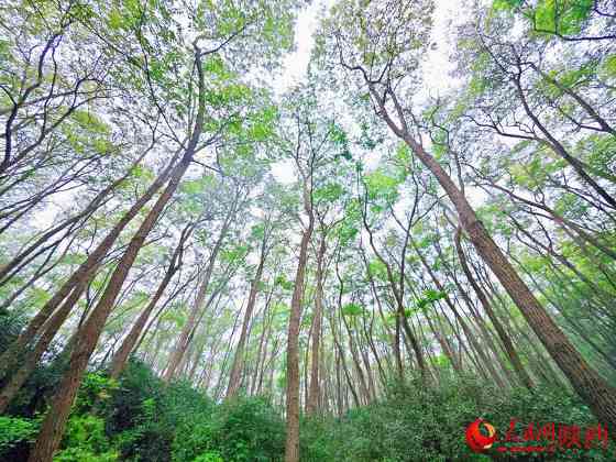 陕西护林之“变” 陕西护林之“变”