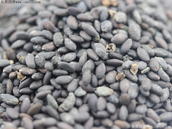 鼠尾草种子图片