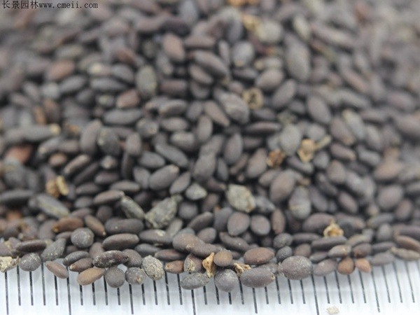 鼠尾草种子发芽出苗开花图片