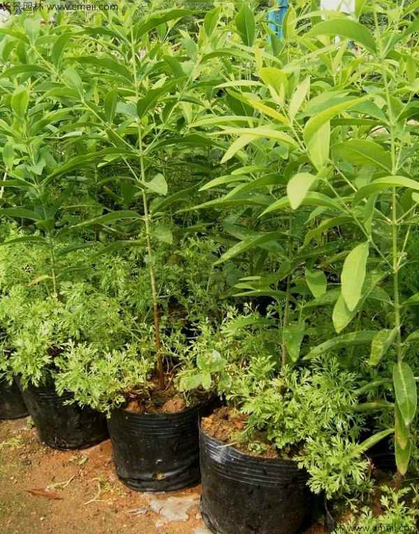 檀香种子发芽出苗图片