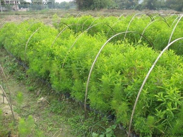 檀香种子发芽出苗图片