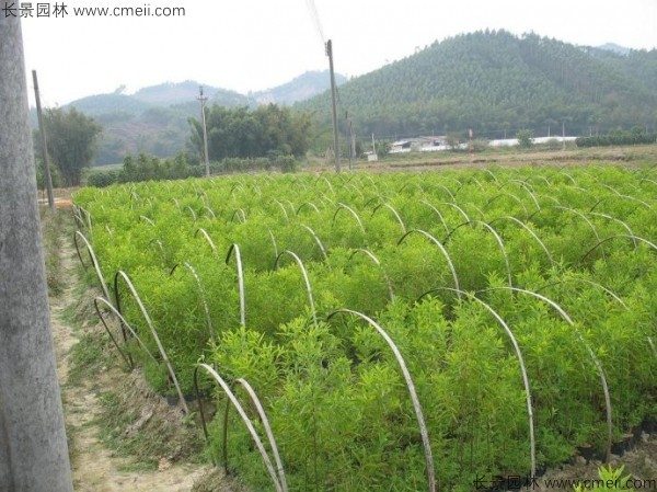 檀香种子发芽出苗图片