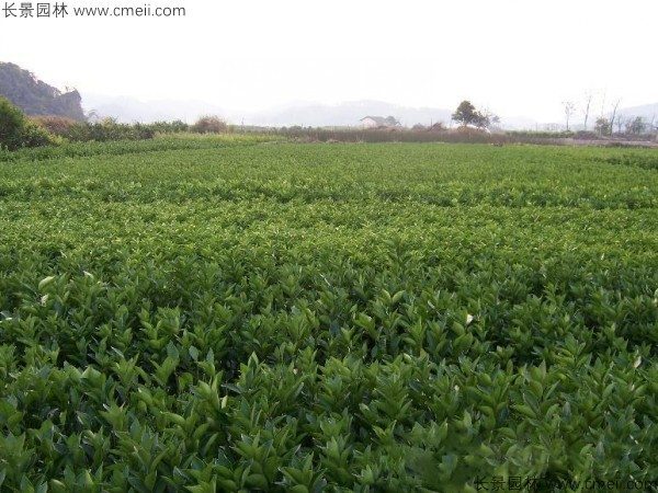 橄榄种子发芽出苗图片