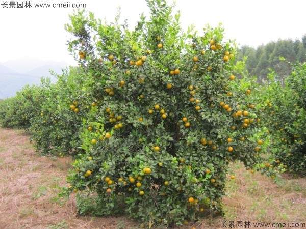 橄榄种子发芽出苗图片