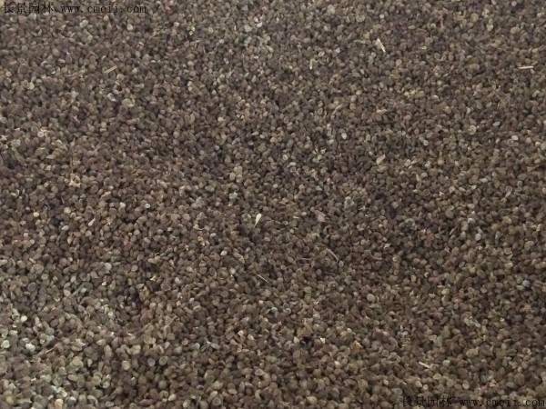 情人草种子图片