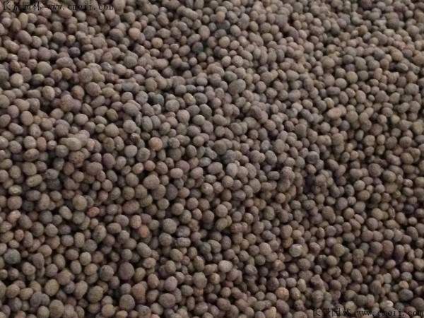 欧洲报春种子图片