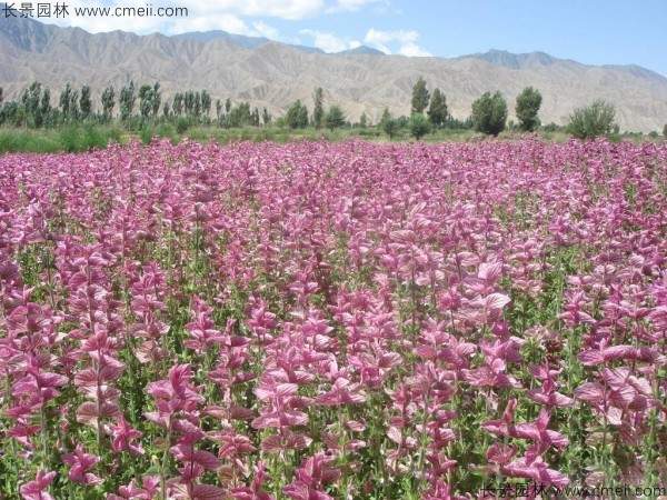 鼠尾草种子发芽出苗开花图片