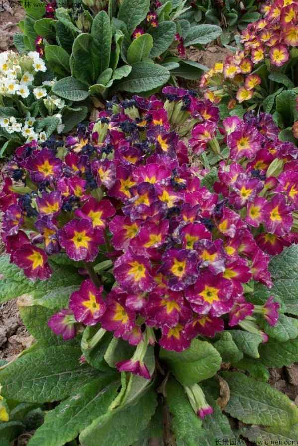 欧洲报春种子发芽出苗开花图片