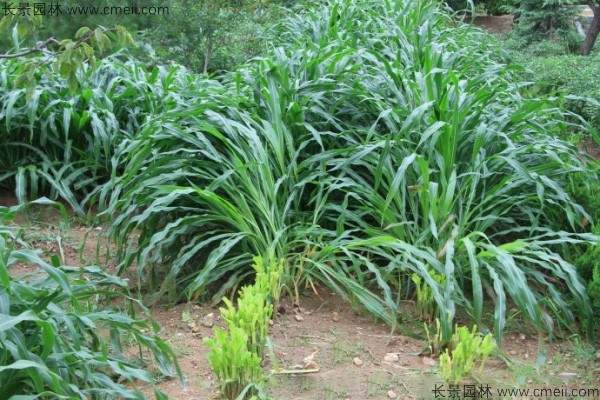 墨西哥玉米草种子发芽出苗图片