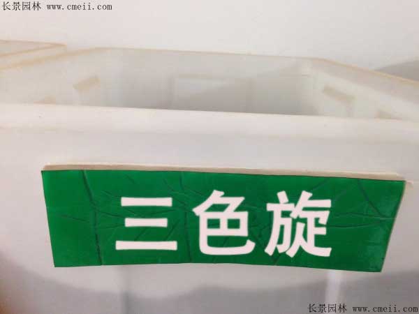 三色旋花种子图片