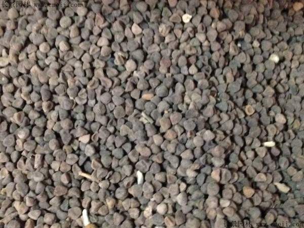 三色旋花种子图片