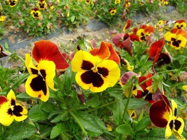 三色旋花种子发芽出苗开花图片