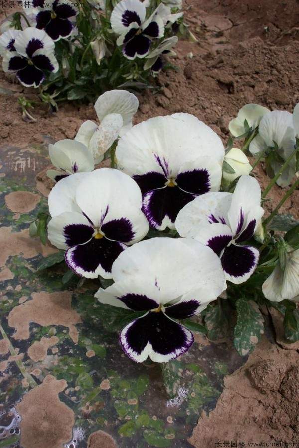 三色旋花种子发芽出苗开花图片