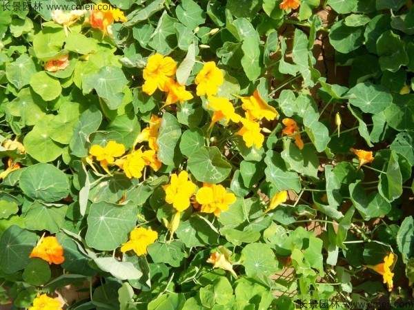 黄色旱金莲图片 黄色旱金莲图片