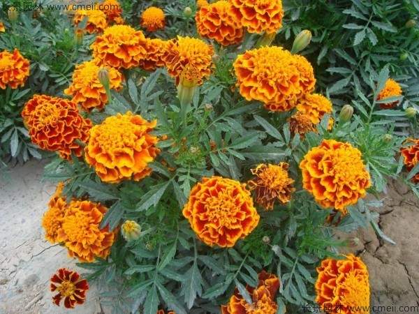 万寿菊图片 万寿菊图片