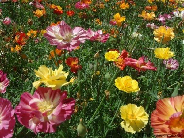 花菱草图片 花菱草图片